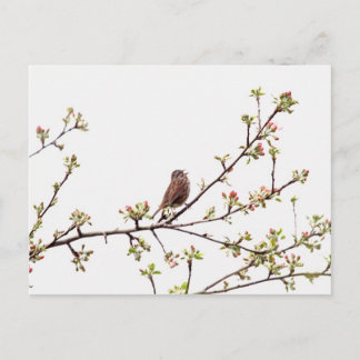 Cartão Postal Imagem de Cantor de Sparrow em Árvore Flor