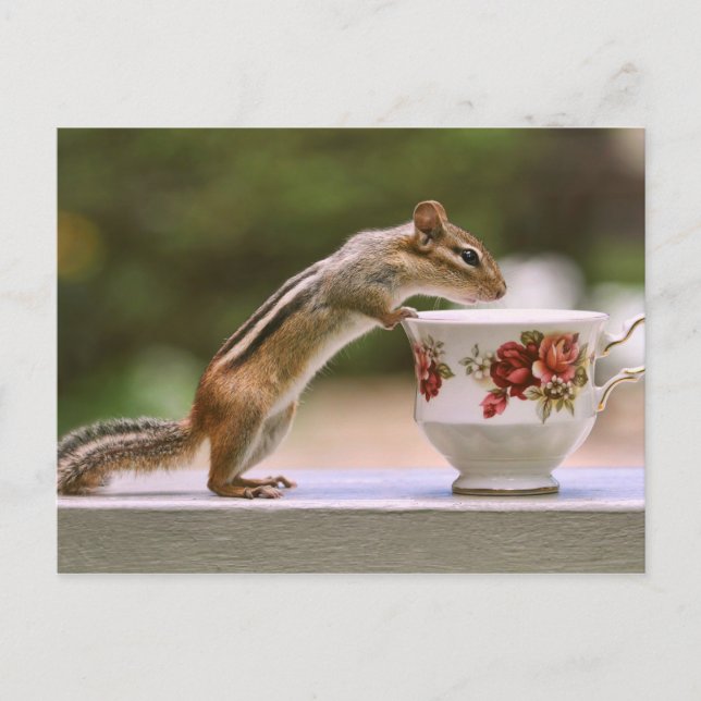 Cartão Postal Imagem de Chipmunk com o China Teacup (Frente)