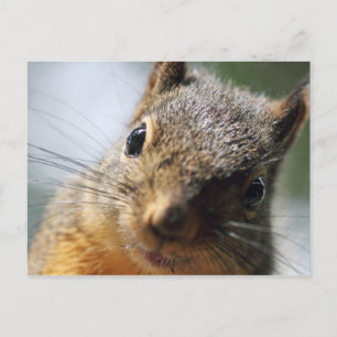 Cartão Postal Imagem de Esquilo Extreme Closeup