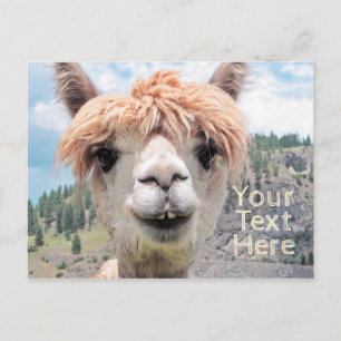 Cartão Postal Imagem de Foto do Alpaca com Sorriso Bastante