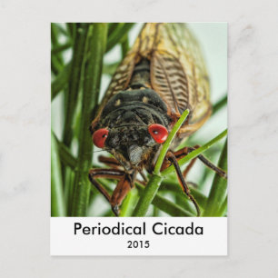Cartão Postal Imagem de Macro de Insetos Grande de Cicada Perió