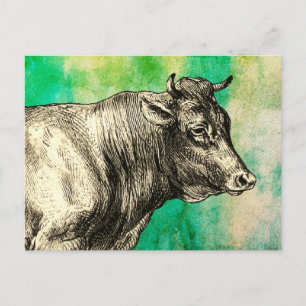 Cartão Postal Imagem de touro de vaca de fazenda antiga