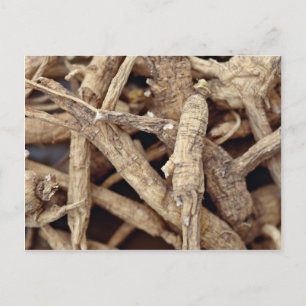 Cartão Postal Imagem detalhada da raiz de ginseng de norte Wisco