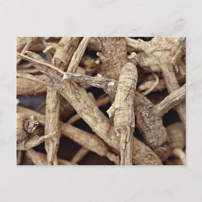 Cartão Postal Imagem detalhada da raiz de ginseng de norte Wisco (Frente)