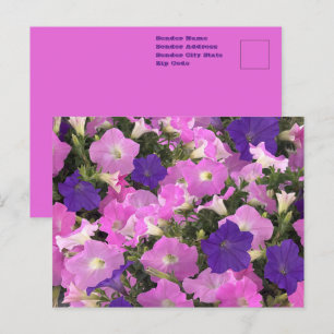 Cartão Postal Imagem Fotográfica de Flores Rosa e Roxo de Gloria