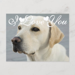 Cartão Postal Imagem Fotográfica do ouro Labrador Retriever Que