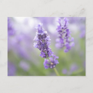 Cartão Postal Imagem macro de flores lavandas com muito
