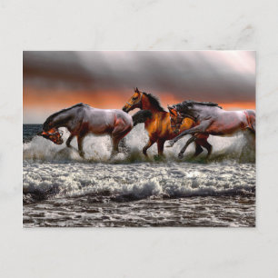 Cartão Postal Imagem Monocromática de Cavalo Branco Preto