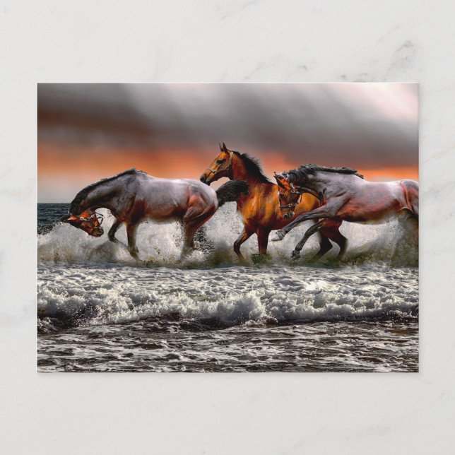 Cartão Postal Imagem Monocromática de Cavalo Branco Preto (Frente)