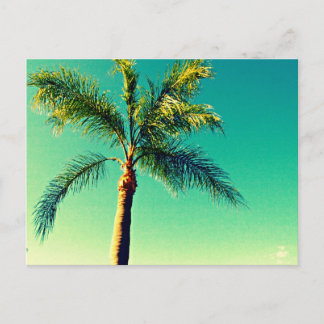 Cartão Postal Imagem Sunny Florida Palm Tree Sky