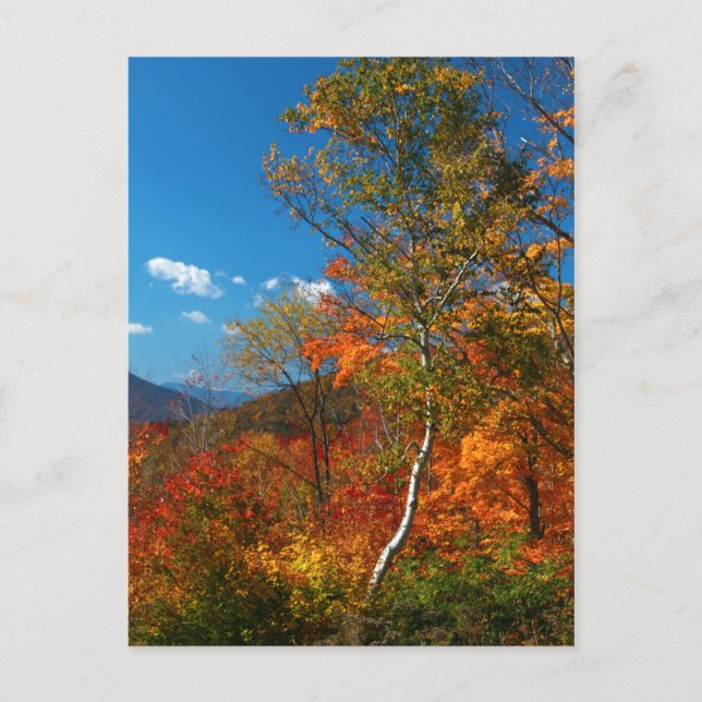 Cartão Postal Imagens do outono (Frente)