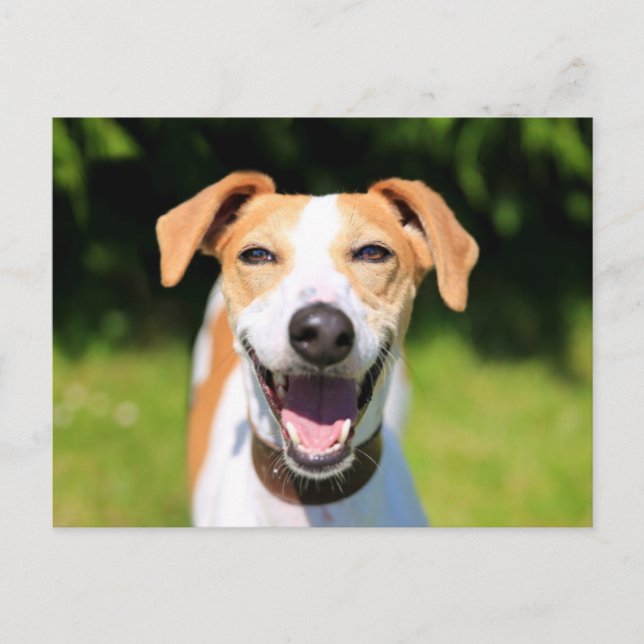 Cartão Postal Imagens Getty | Cachorro Rindo (Frente)