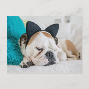 Cartão Postal Imagens Getty   Cachorro Sonolento com Faixa de Ca