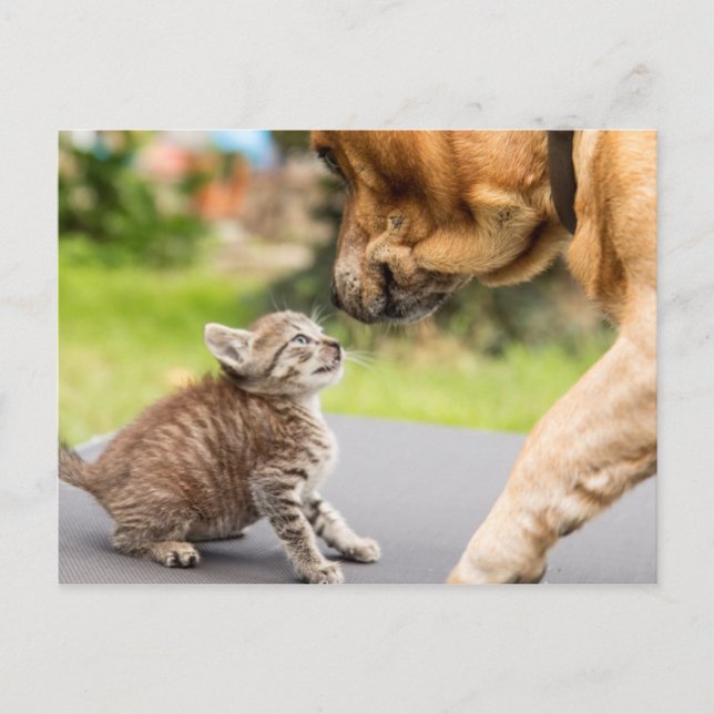 Cartão Postal Imagens Getty | Cachorros E Gatos Apaixonados (Frente)