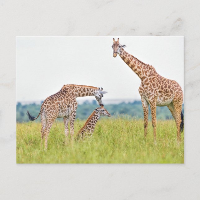 Cartão Postal Imagens Getty | Família Giraffe (Frente)