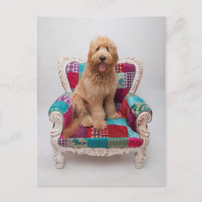 Cartão Postal Imagens Getty | Goldendoodle (Frente)