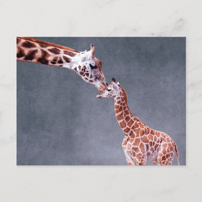 Cartão Postal Imagens Getty | Madre e bebê girafa (Frente)