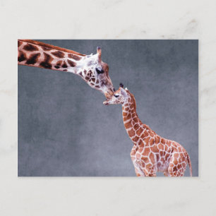 Cartão Postal Imagens Getty   Mãe e Bebê Girafa