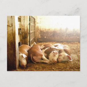 Cartão Postal Imagens Getty   Suínos malabaristas