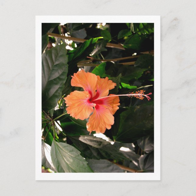 CARTÃO POSTAL IMG_0033 (Frente)