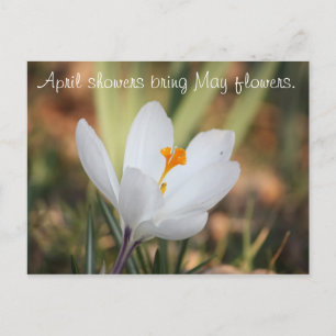 Cartão Postal IMG_0371, chás de abril trazem flores de maio.