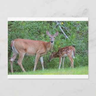 CARTÃO POSTAL IMG_0494_1