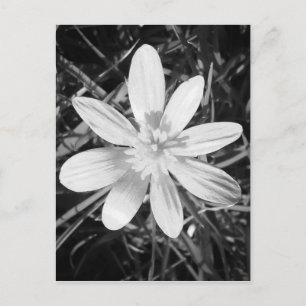 Cartão Postal IMG_20150324_210135.jpg