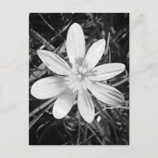 Cartão Postal IMG_20150324_210135.jpg