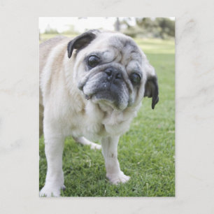 CARTÃO POSTAL IMG_2562