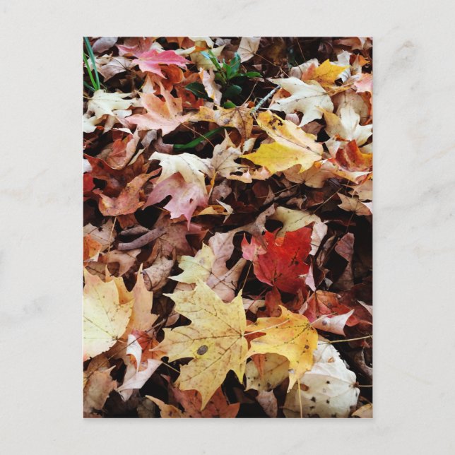 CARTÃO POSTAL IMG_4035.JPG (Frente)