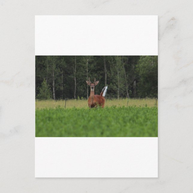 CARTÃO POSTAL IMG_9486_1 (Frente)