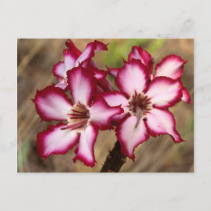 Cartão Postal Impala Lily (Adenium Multiflorum), Kruger