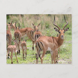 Cartão Postal Impala no Delta do Okavango