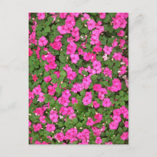 Cartão Postal Impatiens