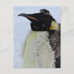 Cartão Postal Imperador de Moldagem Penguin