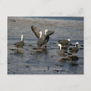 Cartão Postal Imperador Geese, Ilha de Unalaska