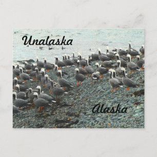 Cartão Postal Imperador Geese na praia