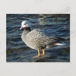 Cartão Postal Imperador Goose na Ilha de Unalaska