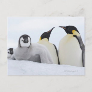 Cartão Postal Imperador Penguin (Aptenodytes forsteri)