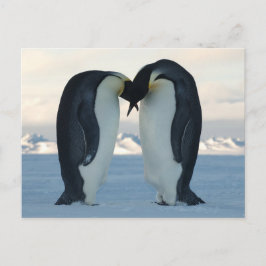Cartão Postal Imperador Penguin Courship