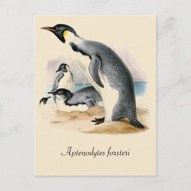 Cartão Postal Imperador Penguin, desenho antigo (Frente)
