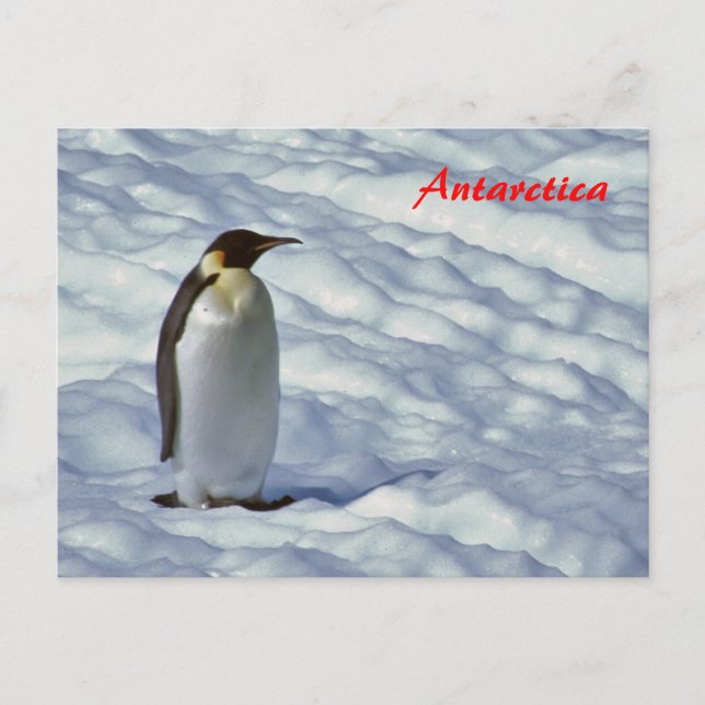 Cartão Postal Imperador Pinguim Antártica Cartaz (Frente)