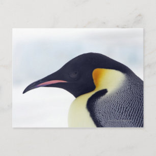 Cartão Postal Imperador Pinguim, Ilha de Colina de Neve, Mar de