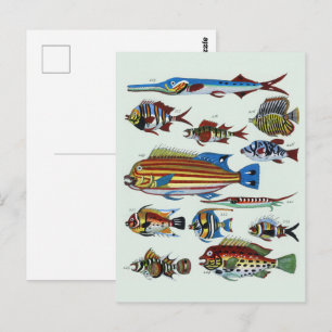 Cartão Postal Impressão Antiga de História Natural de Peixes Exó