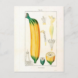 Cartão Postal Impressão Botânica de Banana Vintage