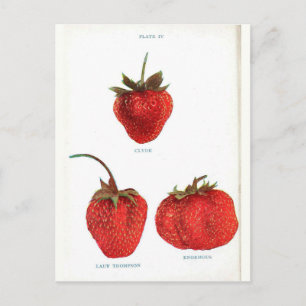 Cartão Postal Impressão Botânica de Morango Vintage