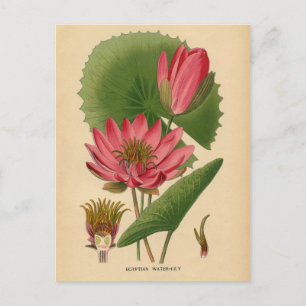 Cartão Postal Impressão Botânica - Lily Egípcia de Água