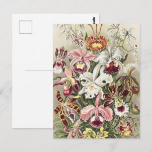 Cartão Postal Impressão Botânica Vintage de Orquídea de Ernst Ha