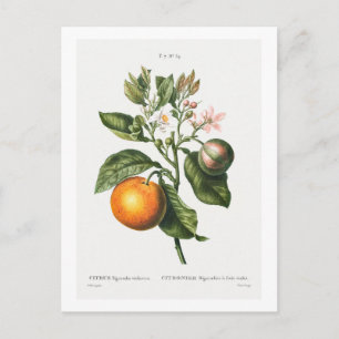 Cartão Postal Impressão BOTÂNICA VINTAGEM "LARANJA DE BITTER" 
