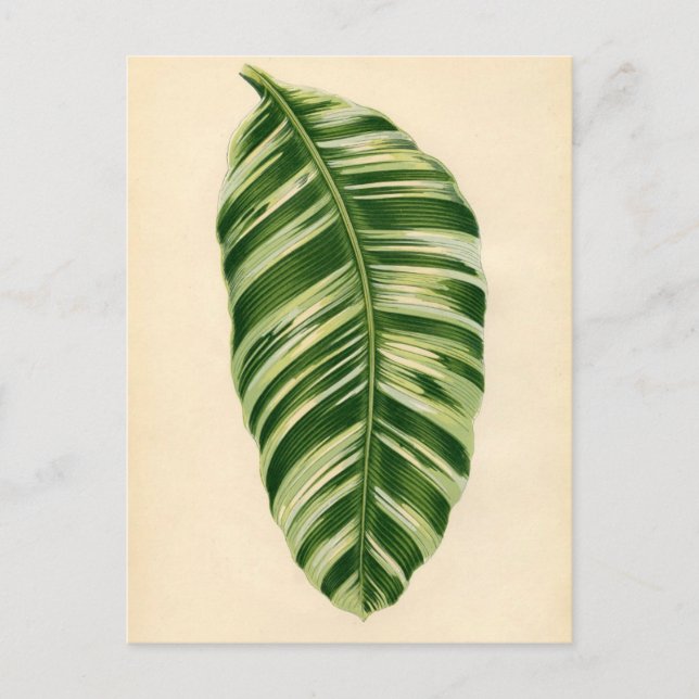 Cartão Postal Impressão botânico - Banana (musa vittata) (Frente)